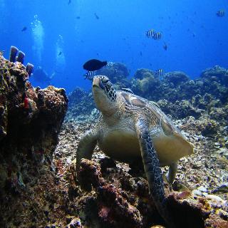 Rinjani Beach Eco Resort fotoÄŸrafÄ±