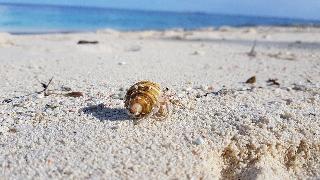 Kamadhoo Inn fotoÄŸrafÄ±
