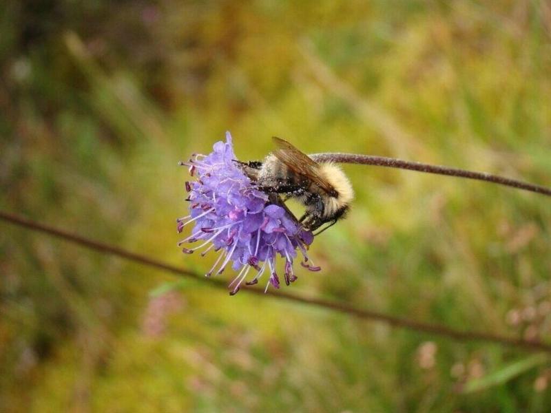 Binnilidh Mhor B&B - Genel