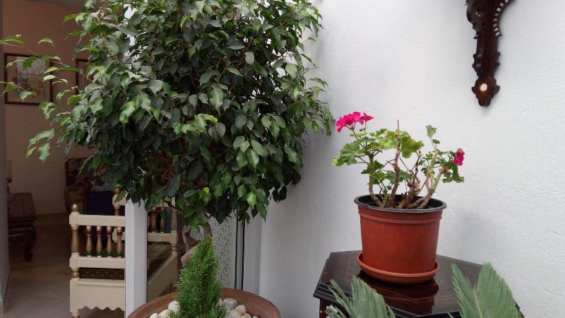 El Patio Courtyard House - Lobi