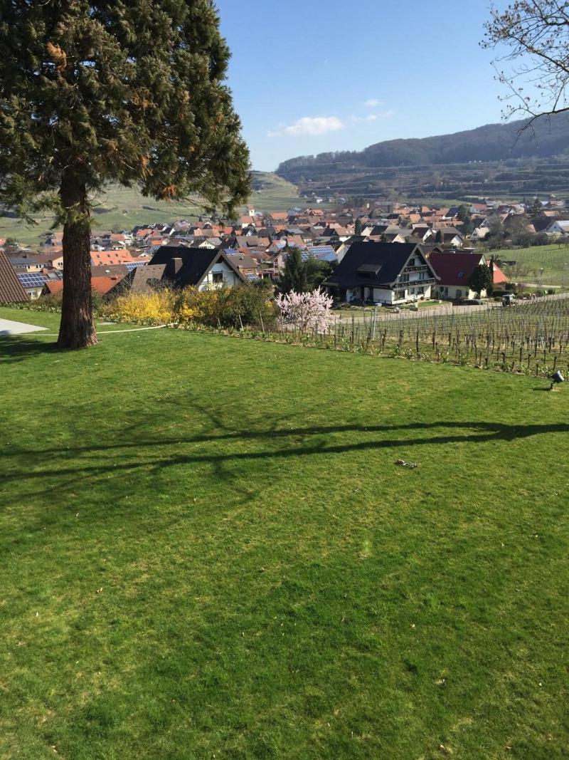 Köpfers Steinbuck - Genel