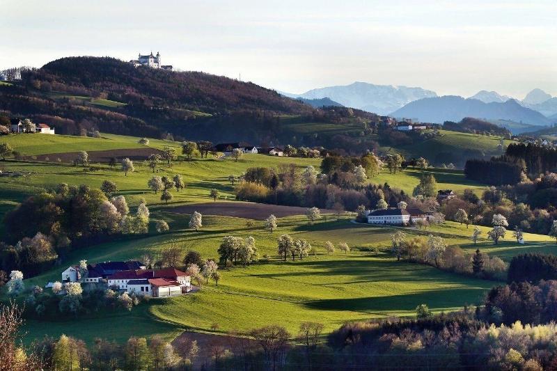 Gafringwirt - Genel