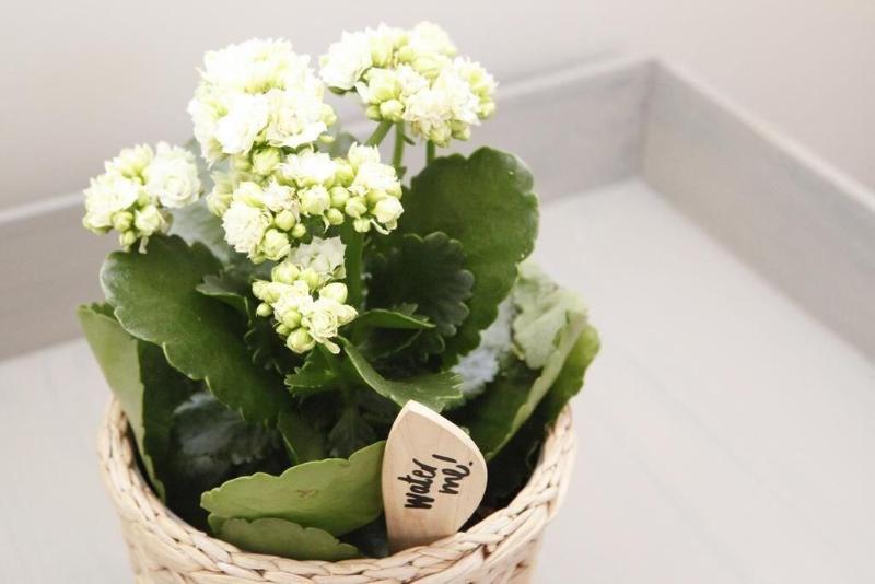 Flores Guest House - Lobi