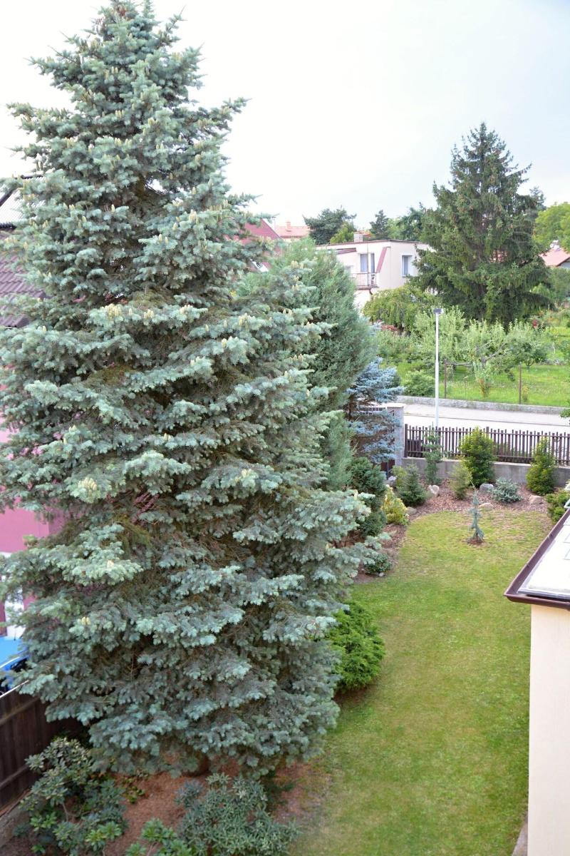 Vila Bohemia - Oda