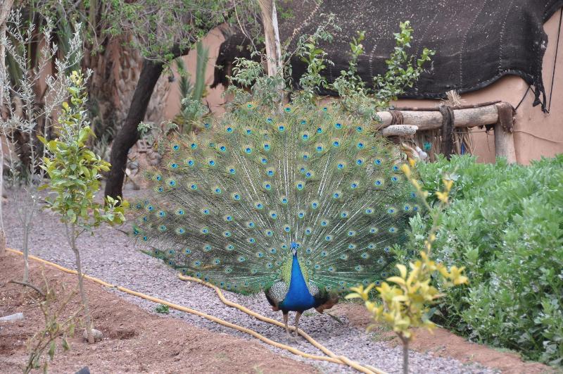 Ecolodge - La Palmeraie - Genel