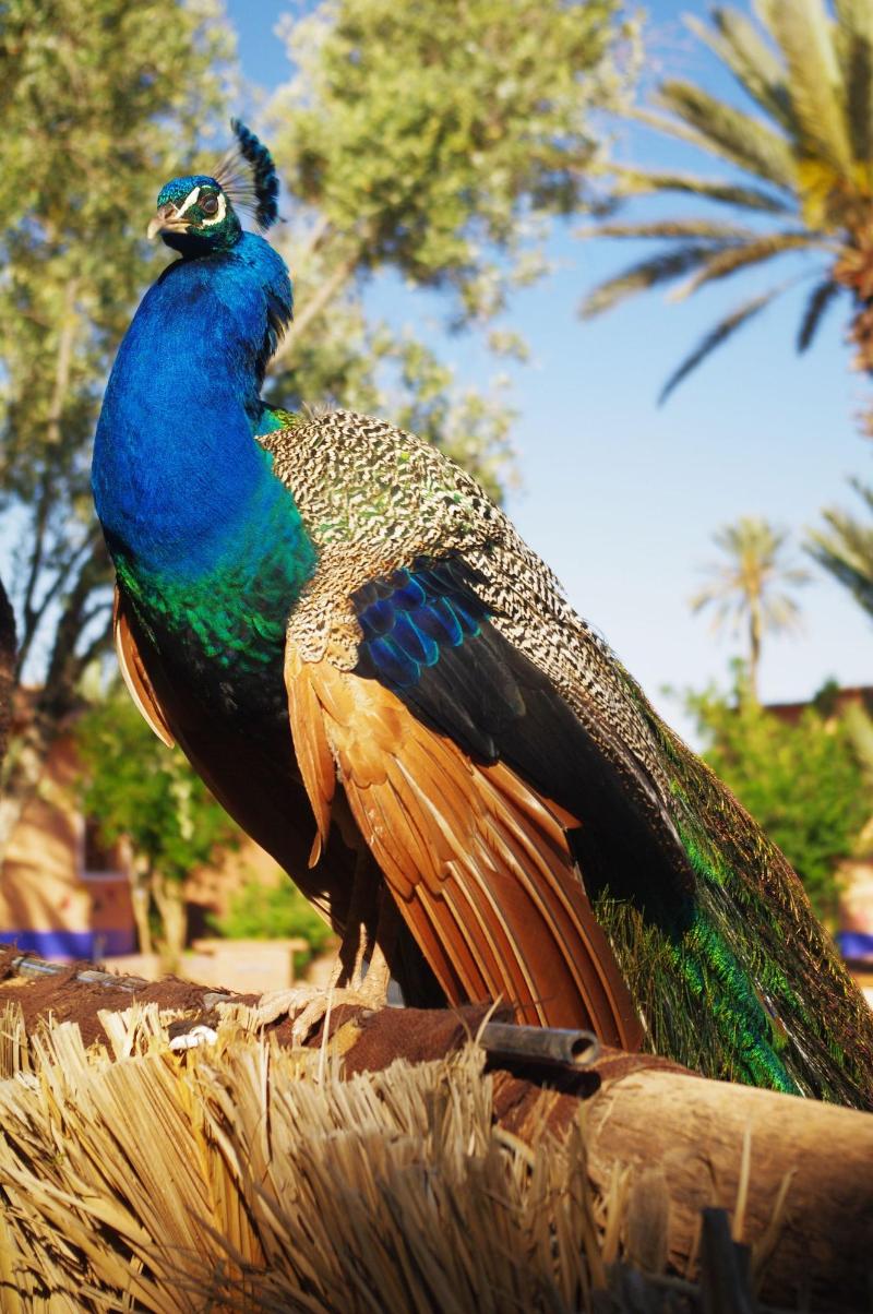 Ecolodge - La Palmeraie - Oda