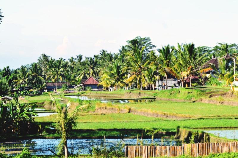 Ubud Sawah Homestay - Genel