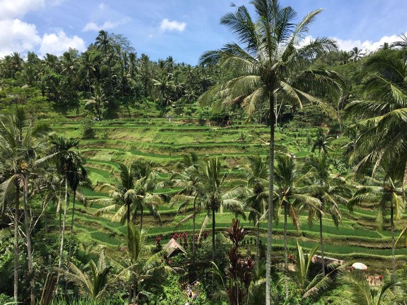 Ubud Sawah Homestay - Genel