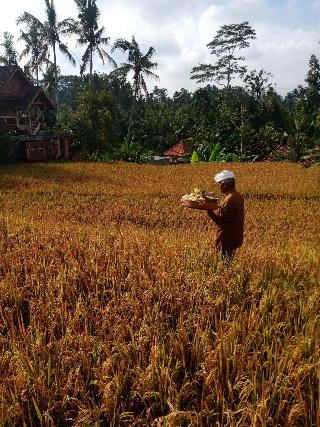 Ubud Sawah Homestay fotoÄŸrafÄ±