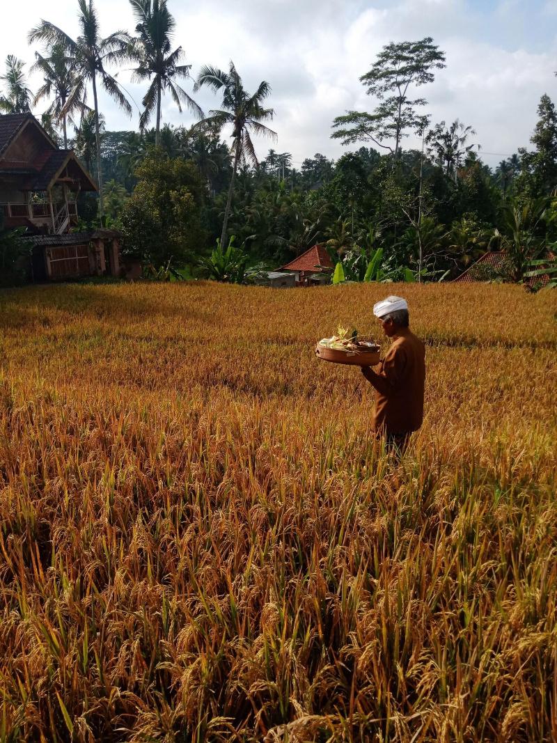 Ubud Sawah Homestay - Oda