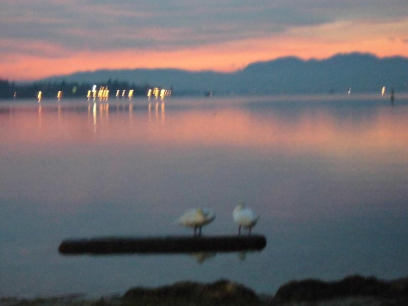 Hotel Benaco Bee Free - Genel