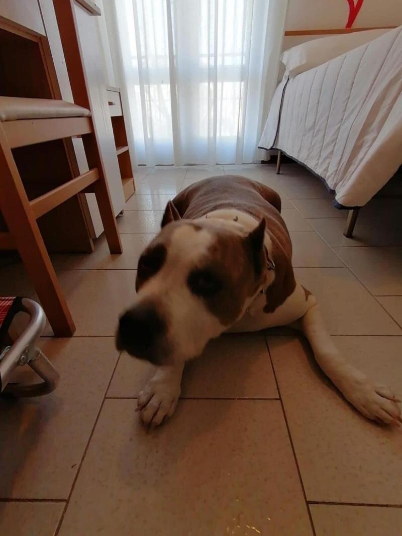 Kristalex Pet Family Hotel - Oda