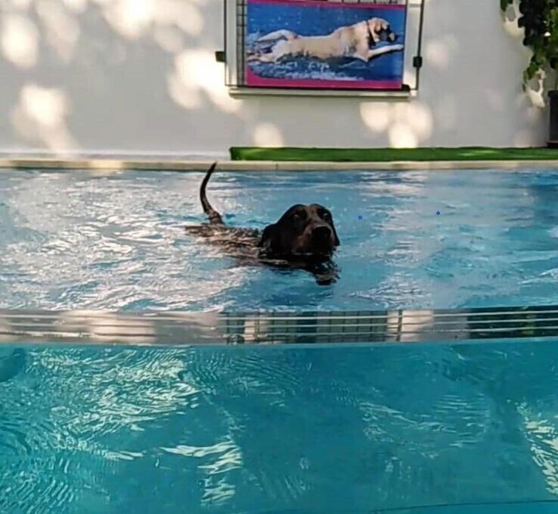 Kristalex Pet Family Hotel - Havuz
