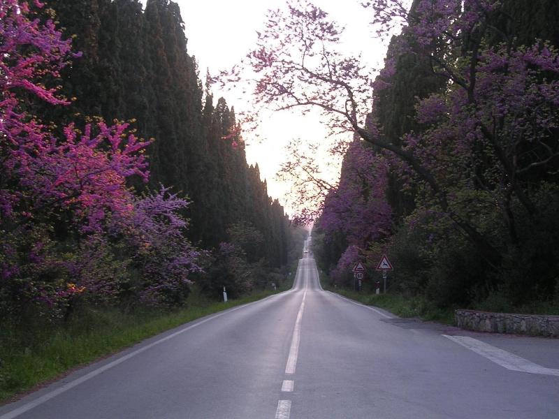 Hotel Il Ponte - Genel