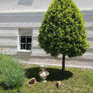 Garni Villa Tyrol (Adults Only) otel fotoğrafı