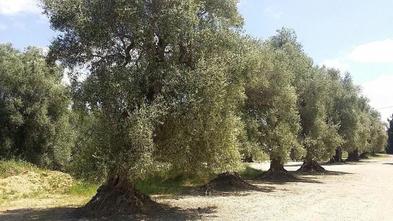Il Filaro Del Castello Di San Basilio - Genel