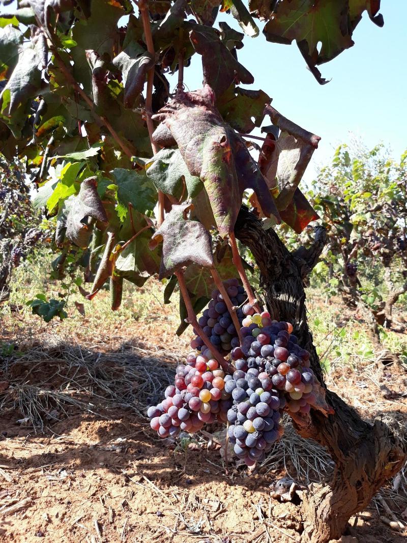 Masseria L'Antico Frantoio - Genel