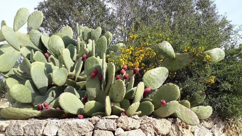 Masseria L'Antico Frantoio - Teras