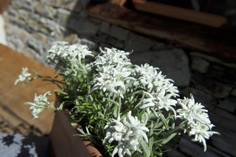 Matterhorn Lodge Hotel & Appartements - Aktivite