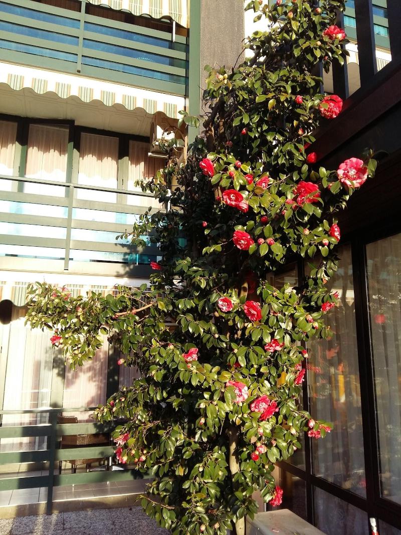 Hotel Garni Tiziana - Genel