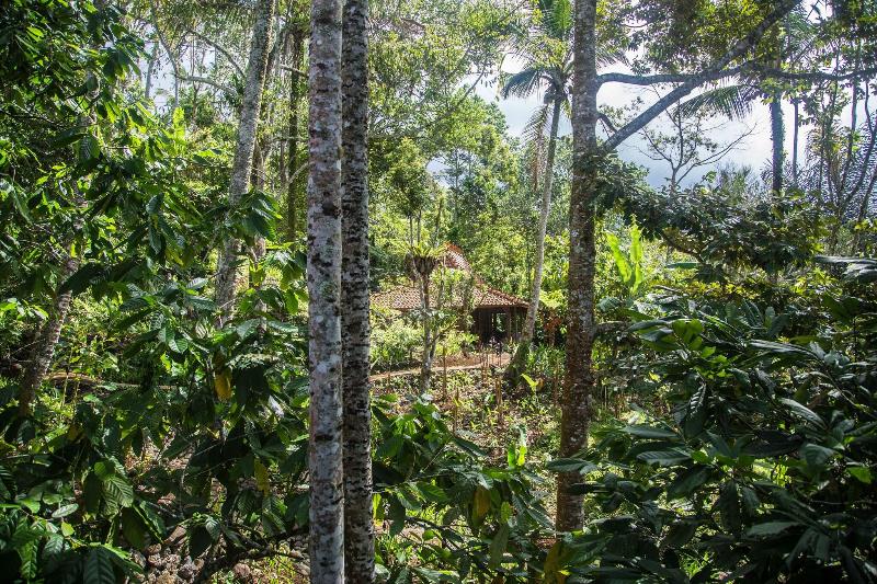 Alassari Plantation - Teras