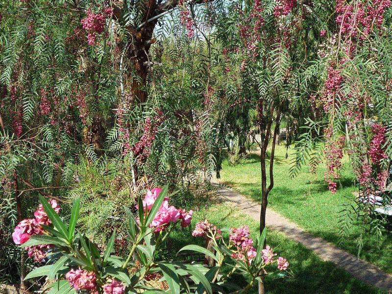 Les Jardins De Skoura - Genel
