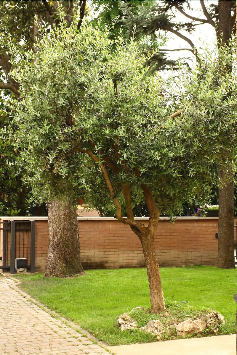 B&B Igea 50 - Genel