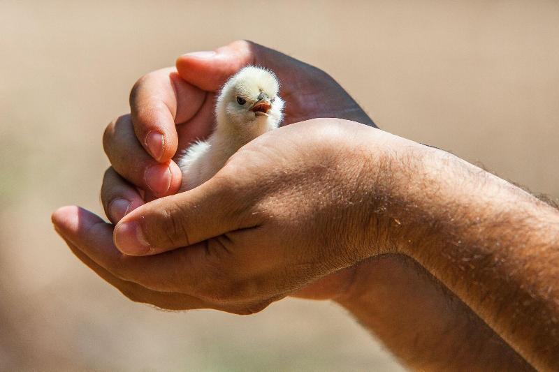Il Gallo Con Gli Stivali - Aktivite