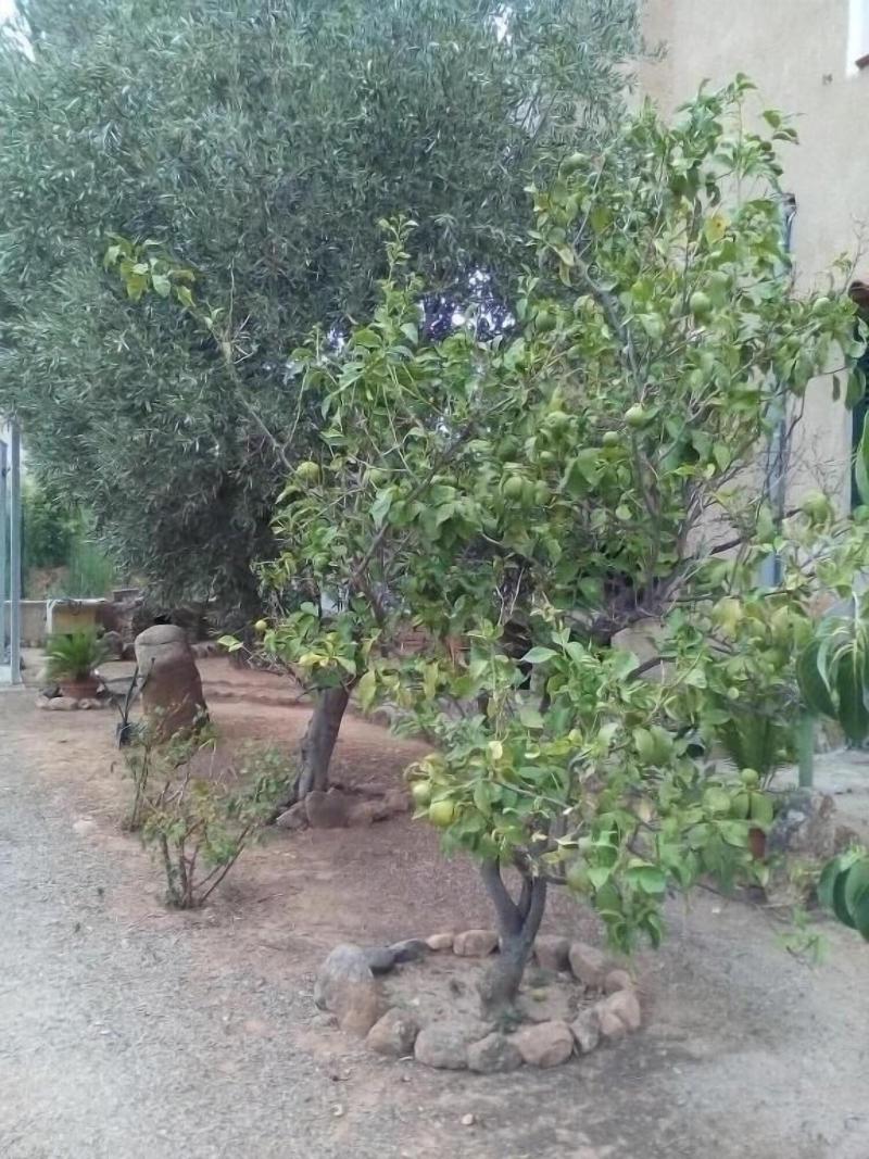 B&B Il Vigneto - Genel
