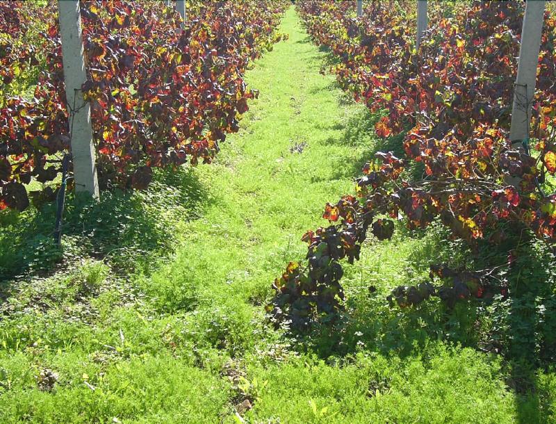 B&B Il Vigneto - Genel