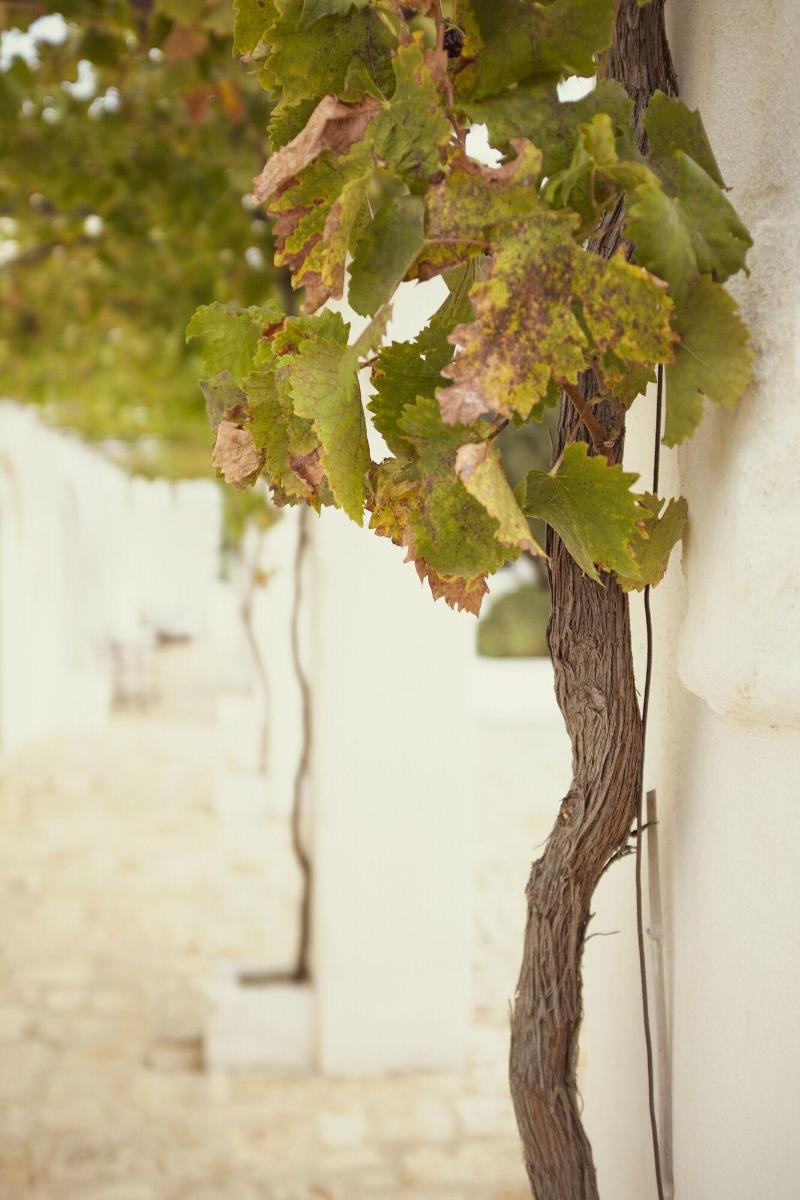 Masseria Le Carrube - Genel