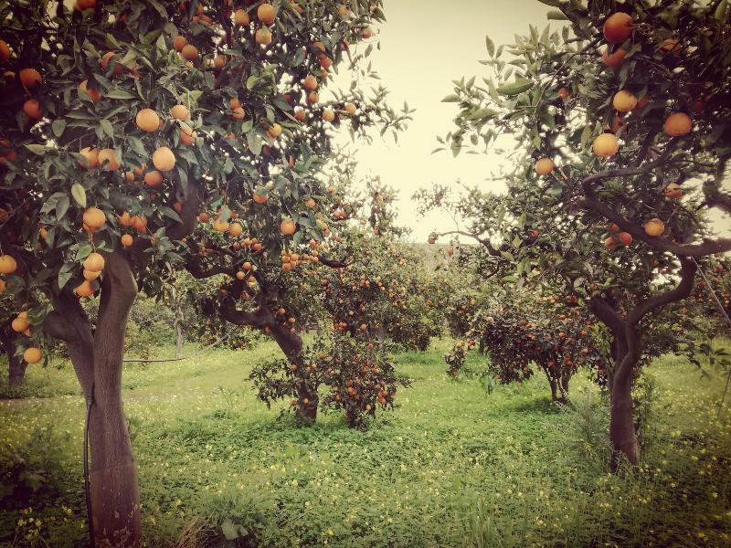 Tenuta Del Gelso - Genel