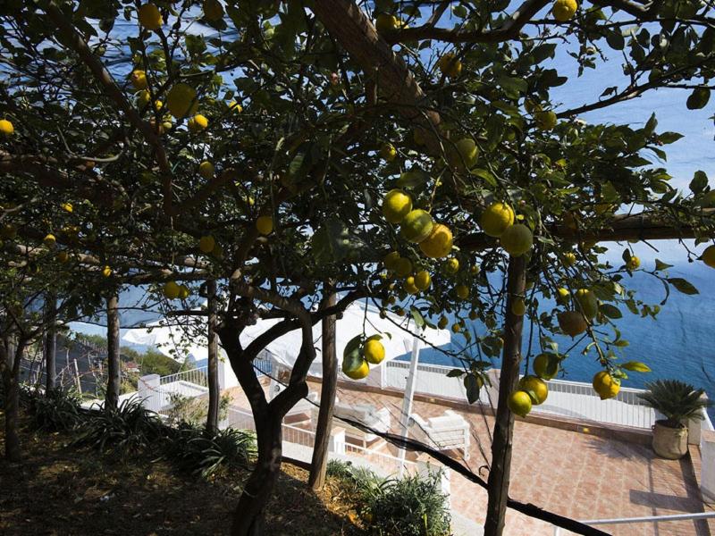 Villa Orleans - Genel