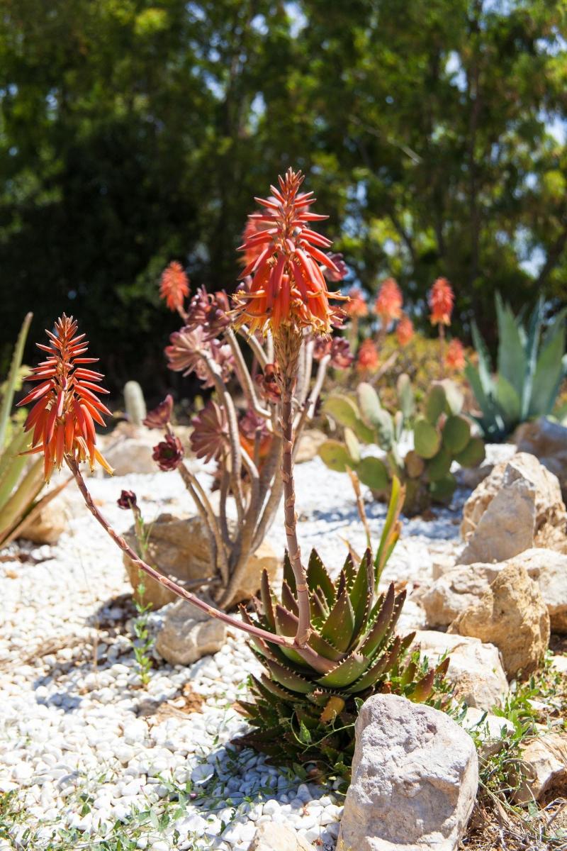 Villa Arzilla Sardegna - Genel