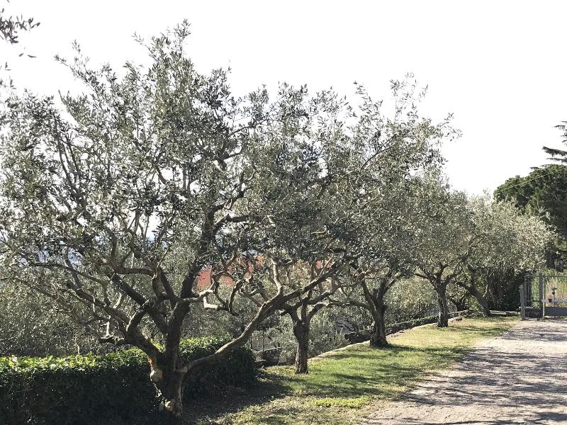 Valpolicella Hills - Teras