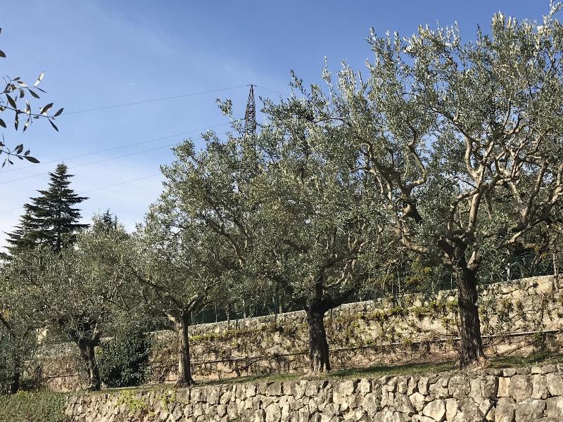 Valpolicella Hills - Teras