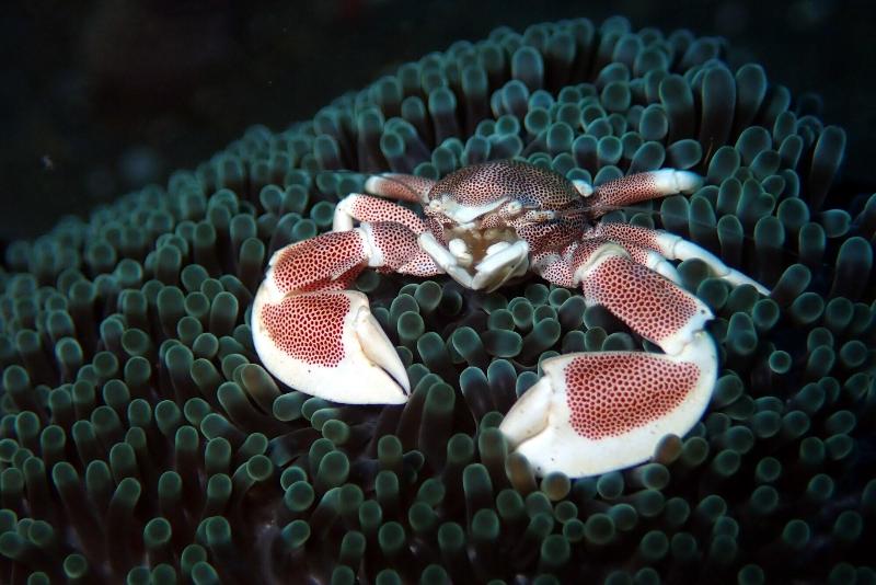 Jukung Dive Resort Bali - Aktivite