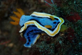 Jukung Dive Resort Bali fotoÄŸrafÄ±