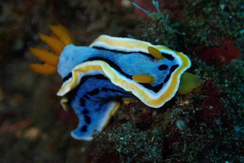 Jukung Dive Resort Bali - Aktivite