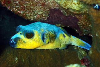 Jukung Dive Resort Bali fotoÄŸrafÄ±