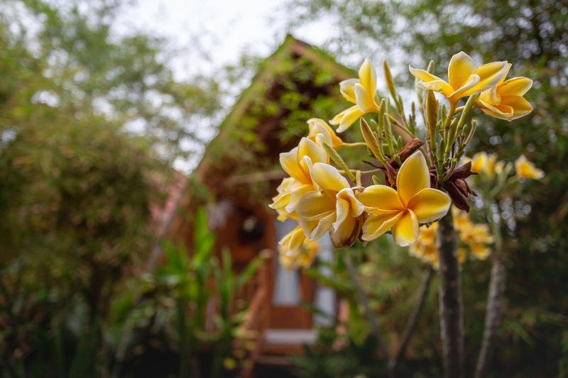 Krusty Bungalow Penida - Genel