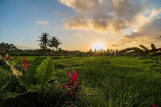 Beehouse Dijiwa Ubud fotoÄŸrafÄ±