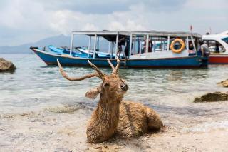 Menjangan Homestay fotoÄŸrafÄ±