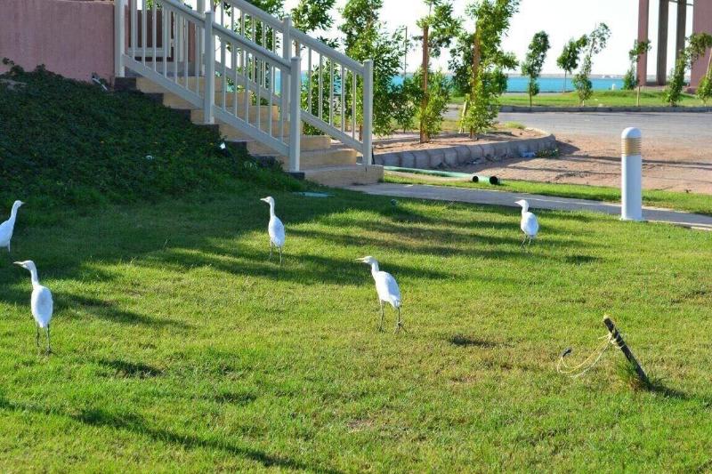 Golden Marina Resort - Genel