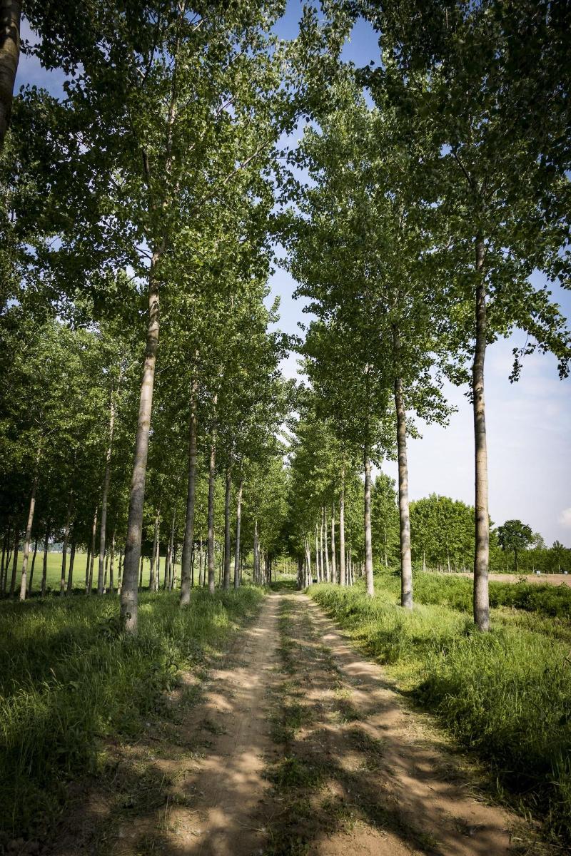 Agriturismo Relais Tenuta Il Cigno - Genel
