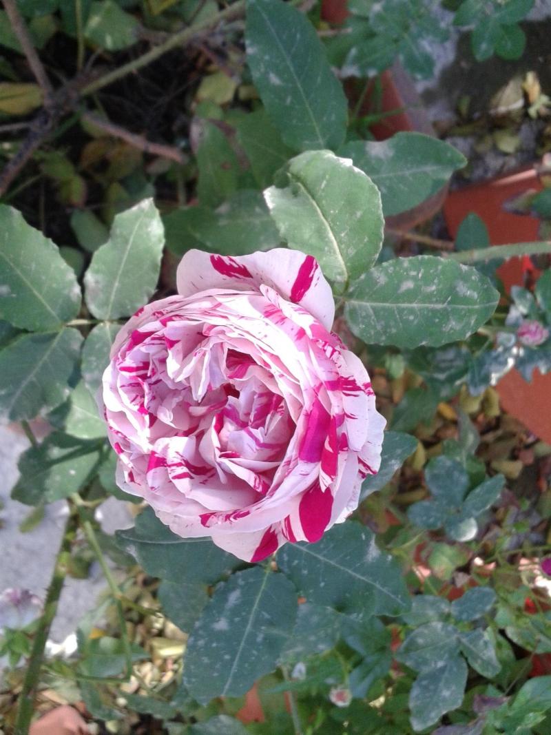 Locanda Dei Buoni E Cattivi - Genel