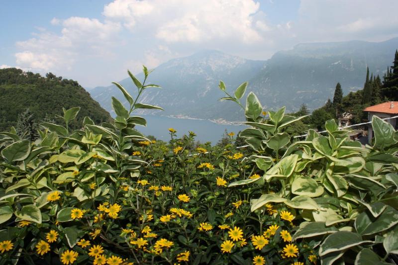 Stella D'Oro - Oda