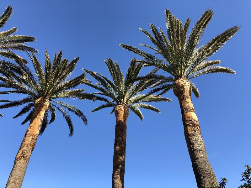 Hotel Villa Delle Palme - Genel