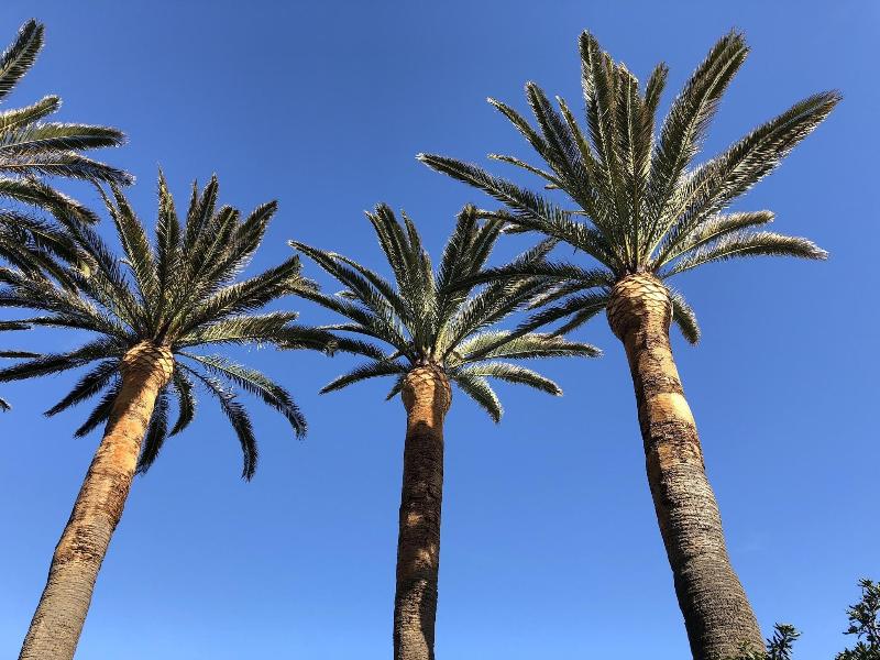Hotel Villa Delle Palme - Genel