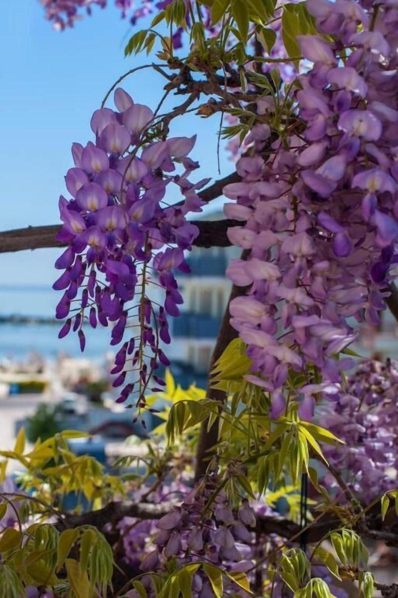 Albergo Villa Lucia - Genel